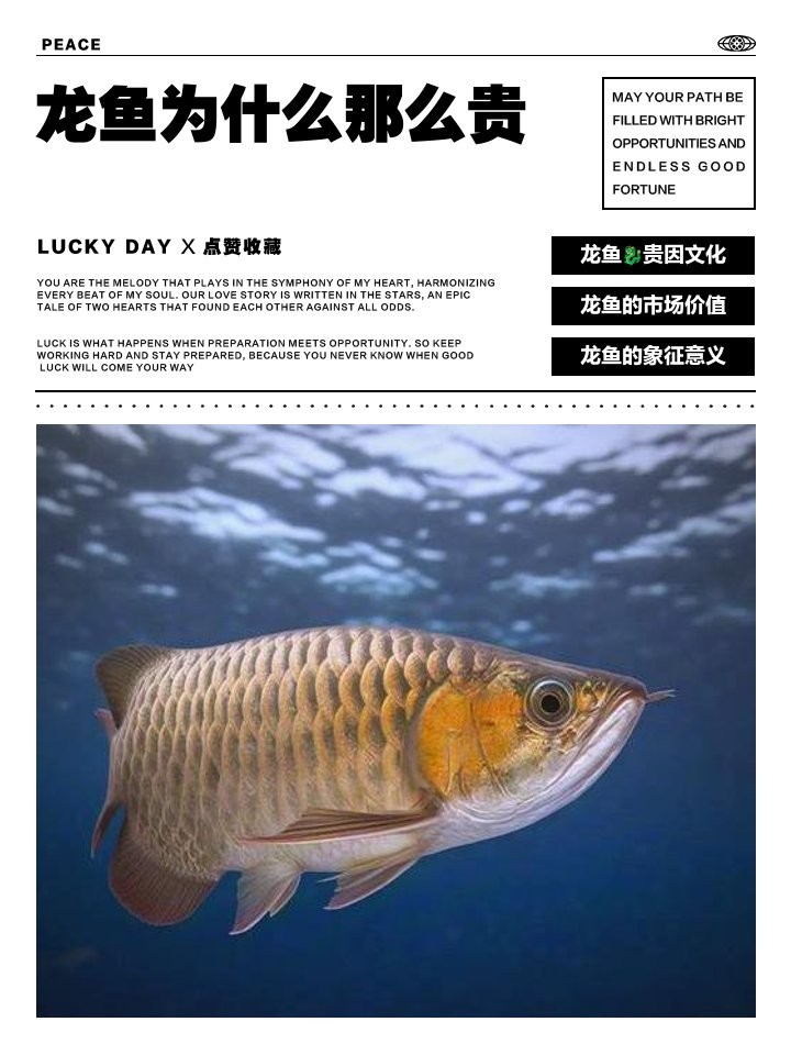 風(fēng)水龍魚的價(jià)格范圍