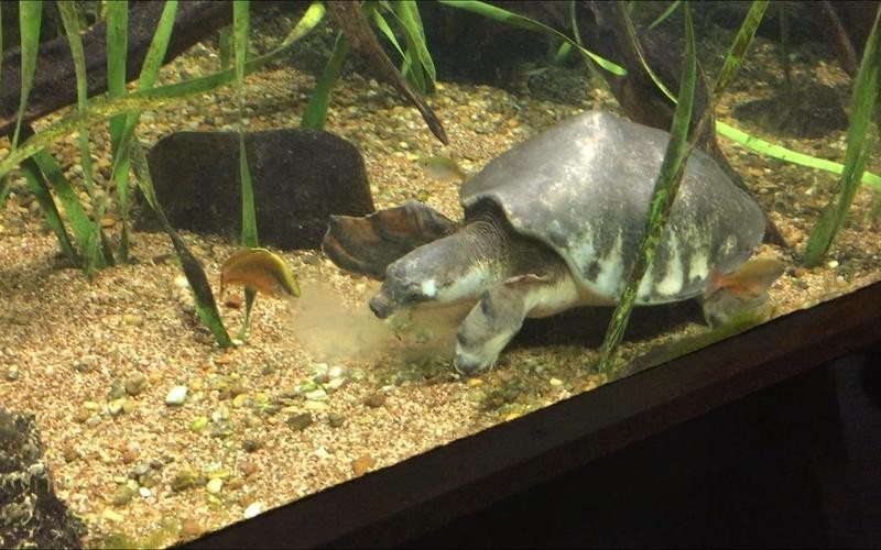龍魚能和豬鼻龜混養嗎圖片大全