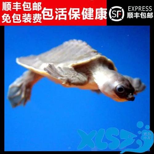 龍魚能和豬鼻龜混養嗎圖片大全