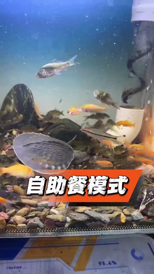 龍魚能和豬鼻龜混養嗎圖片大全
