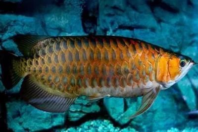 龍魚的養(yǎng)殖技術(shù)與管理論文范文怎么寫：龍魚的養(yǎng)殖技術(shù)與管理論文范文怎么寫龍魚養(yǎng)殖技術(shù)與管理論文范文