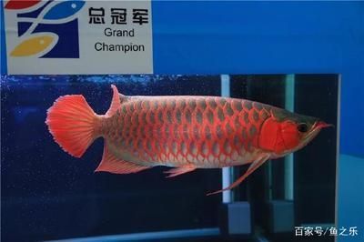 龍魚比賽冠軍是誰啊,2024年龍魚比賽冠軍具體信息和冠軍信息介紹 龍魚百科 第4張 龍魚比賽冠軍是誰啊,2024年龍魚比賽冠軍具體信息和冠軍信息介紹 龍魚比賽冠軍是誰啊,2024年龍魚比賽冠軍具體信息和冠軍信息介紹 龍魚百科 第4張