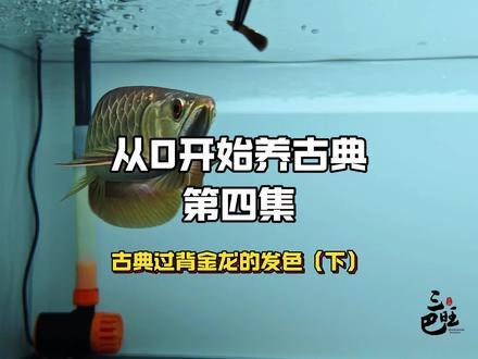 金龍魚的發(fā)色過程圖片大全大圖欣賞