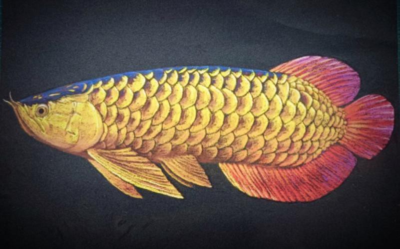 金龍魚的發(fā)色過程圖片大全大圖欣賞
