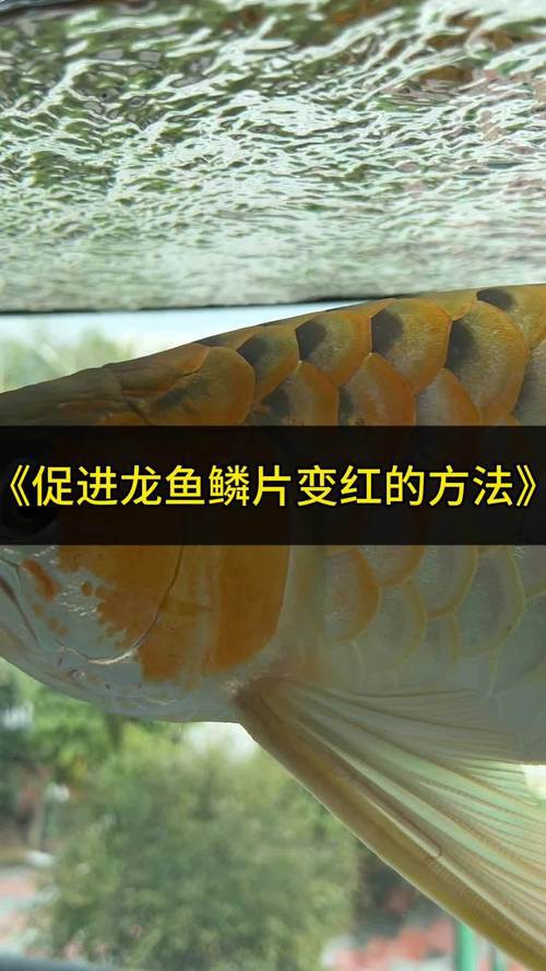 金龍魚的發(fā)色過程圖片大全大圖欣賞