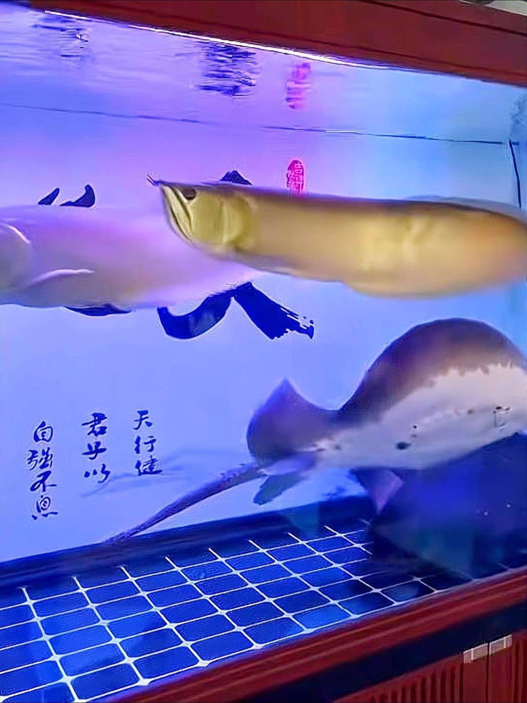 金龍魚能喂飼料嗎有毒嗎 金龍魚能喂飼料嗎有毒嗎 龍魚百科 第2張