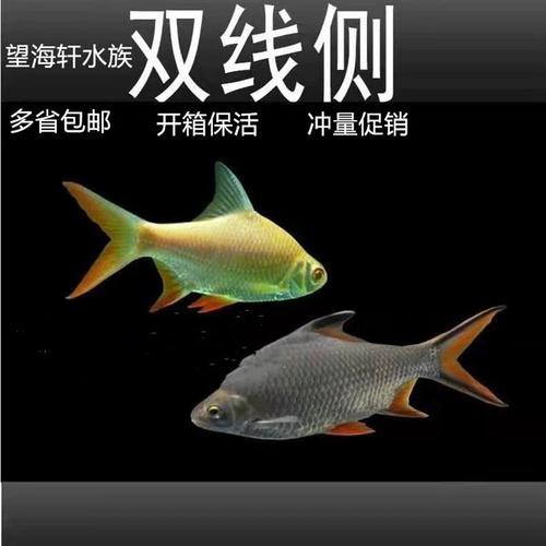 雙線魚會咬龍魚嗎圖片
