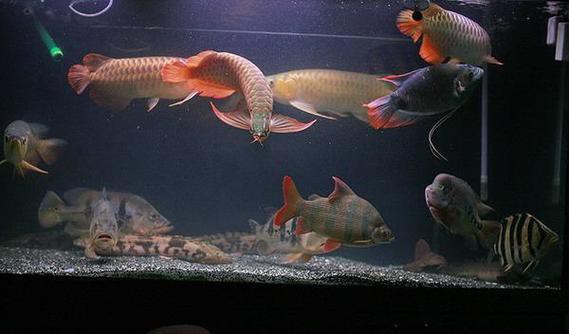 雙線魚會咬龍魚嗎圖片