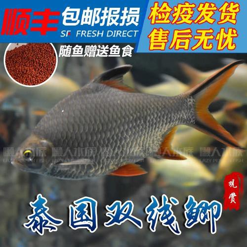雙線魚會咬龍魚嗎圖片