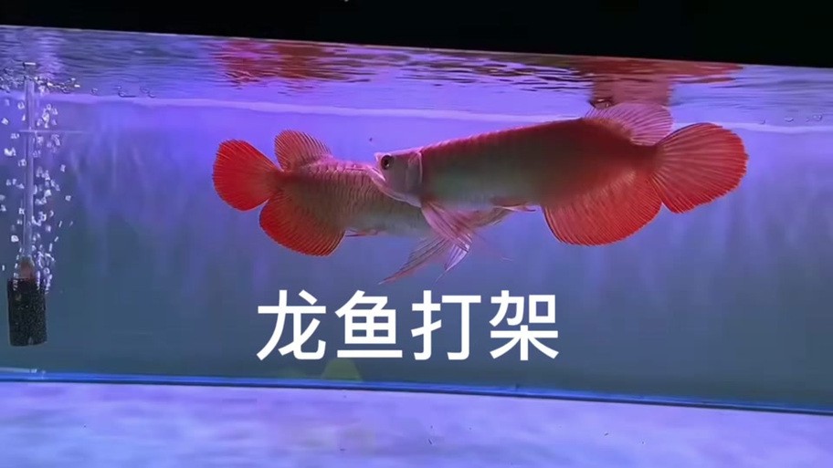 雙線魚會咬龍魚嗎圖片