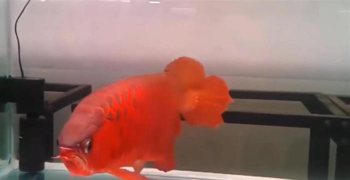 紫焰血紅龍有哪些記錄？ 紫焰血紅龍有哪些記錄？ 龍魚百科 第1張