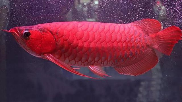 紫焰血紅龍有哪些記錄？ 紫焰血紅龍有哪些記錄？ 龍魚百科 第5張