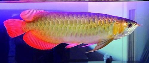 最貴的金龍魚3800萬：最貴的金龍魚3800萬人民幣價格反映了金龍魚的價格