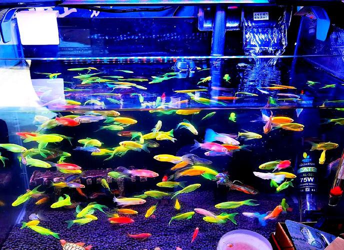 有哪些替代觀賞魚品種？