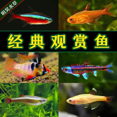 有哪些替代觀賞魚品種？