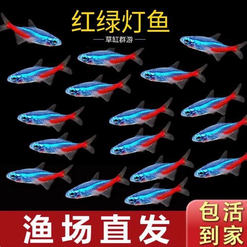 有哪些替代觀賞魚品種？
