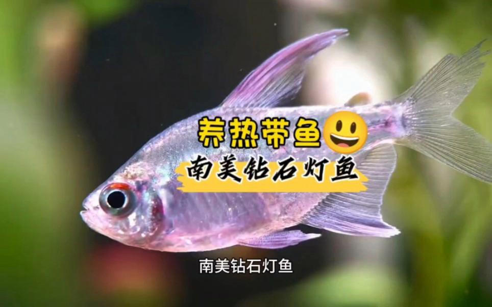 有哪些替代觀賞魚品種？