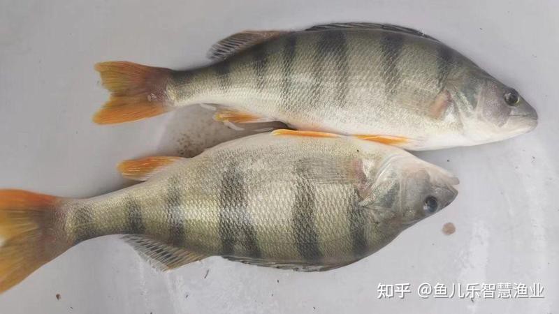 有哪些替代觀賞魚品種？