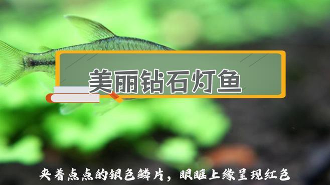 有哪些替代觀賞魚品種？