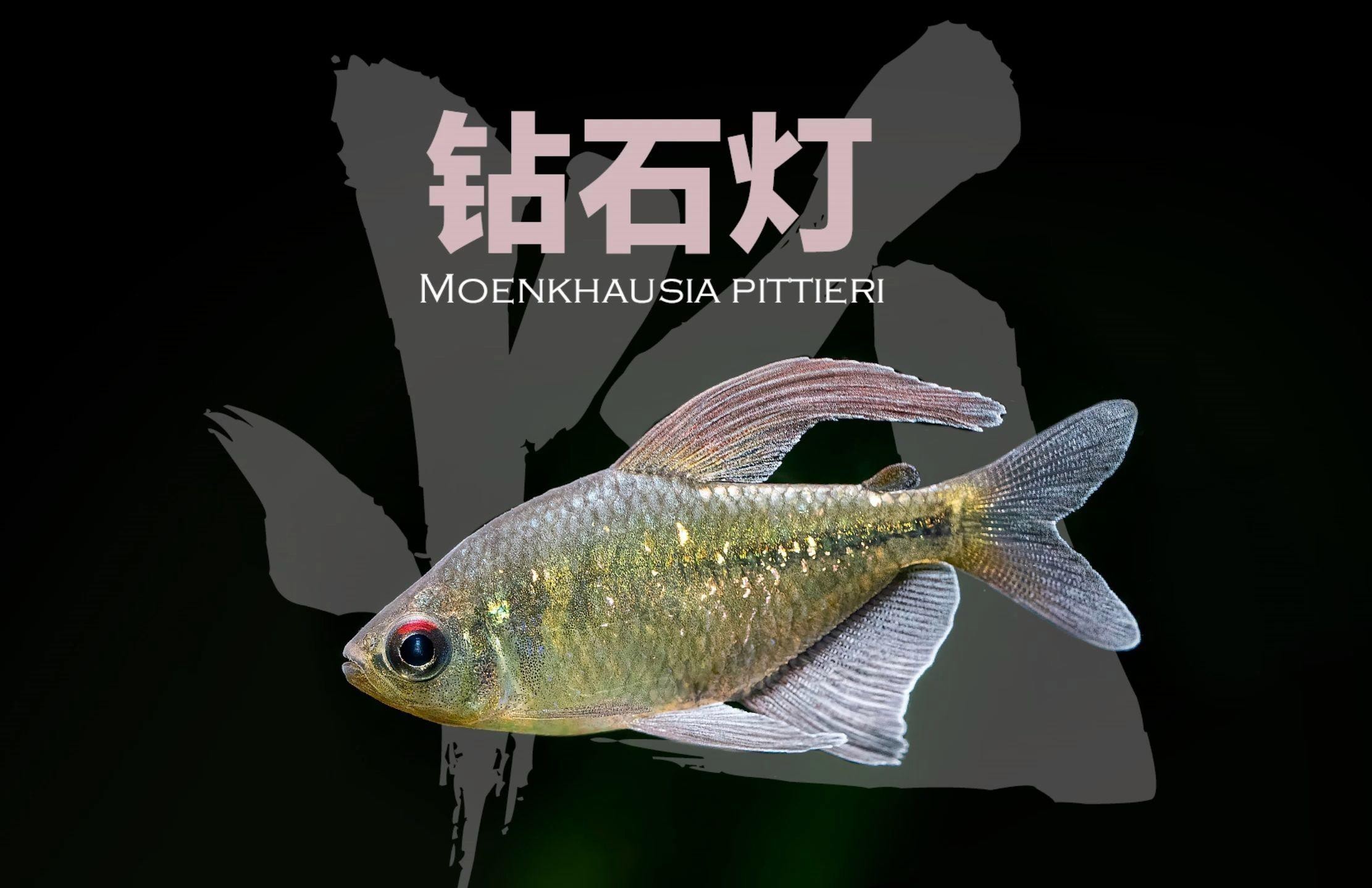 有哪些替代觀賞魚品種？