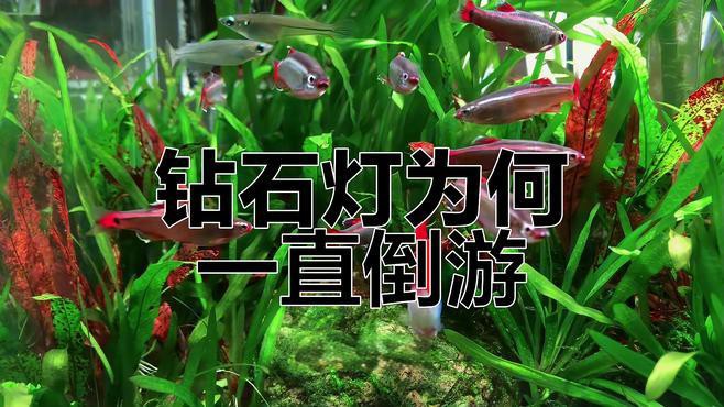 有哪些替代觀賞魚品種？