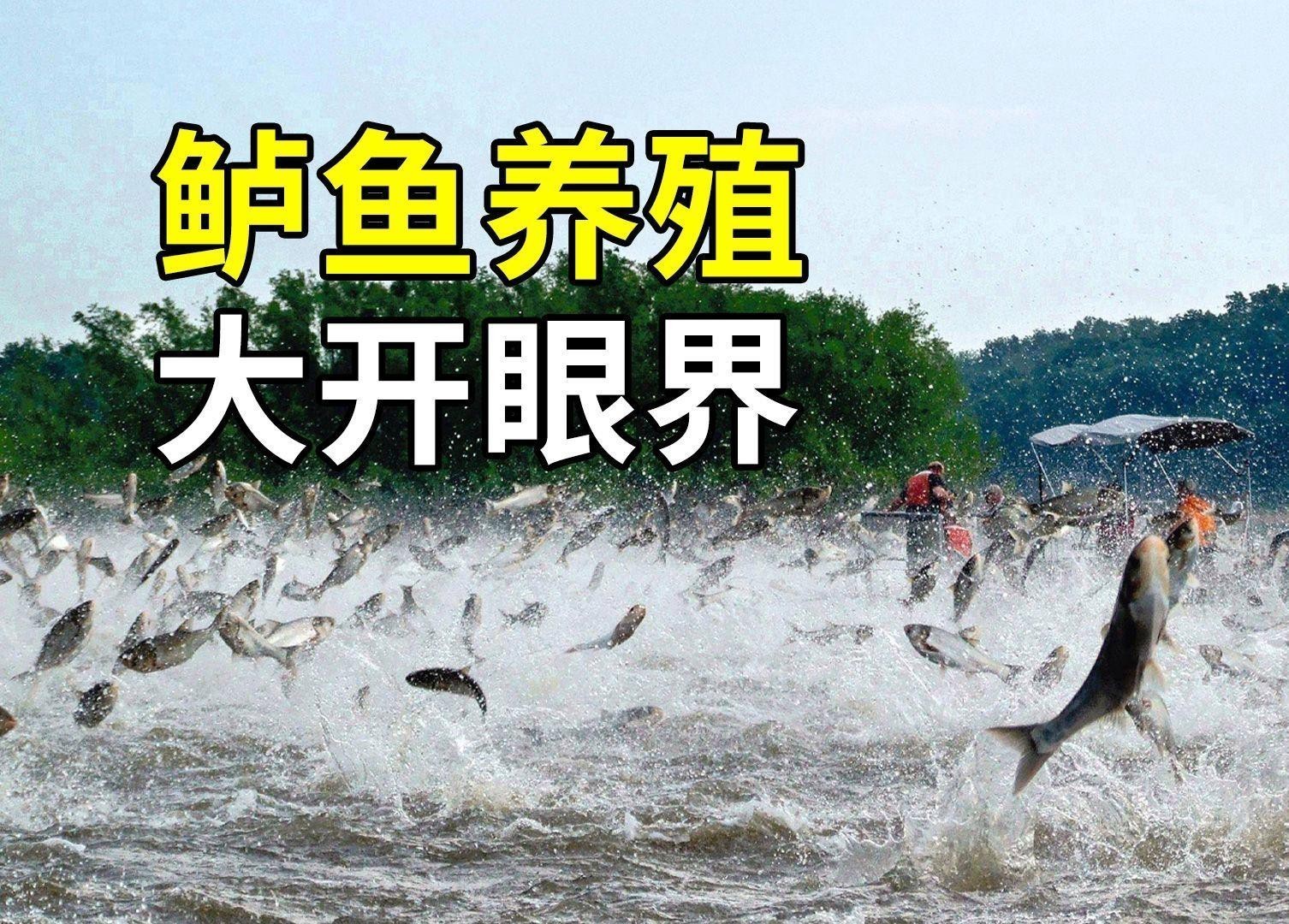 有哪些替代觀賞魚品種？
