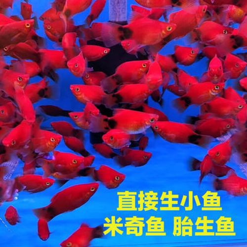 有哪些替代觀賞魚品種？