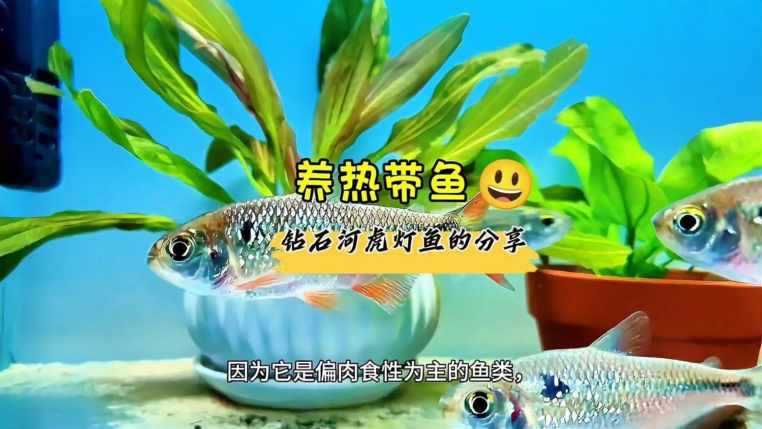有哪些替代觀賞魚品種？