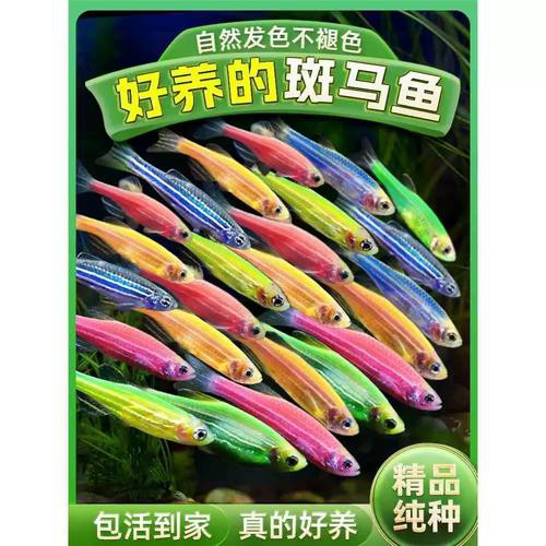 有哪些替代觀賞魚品種？
