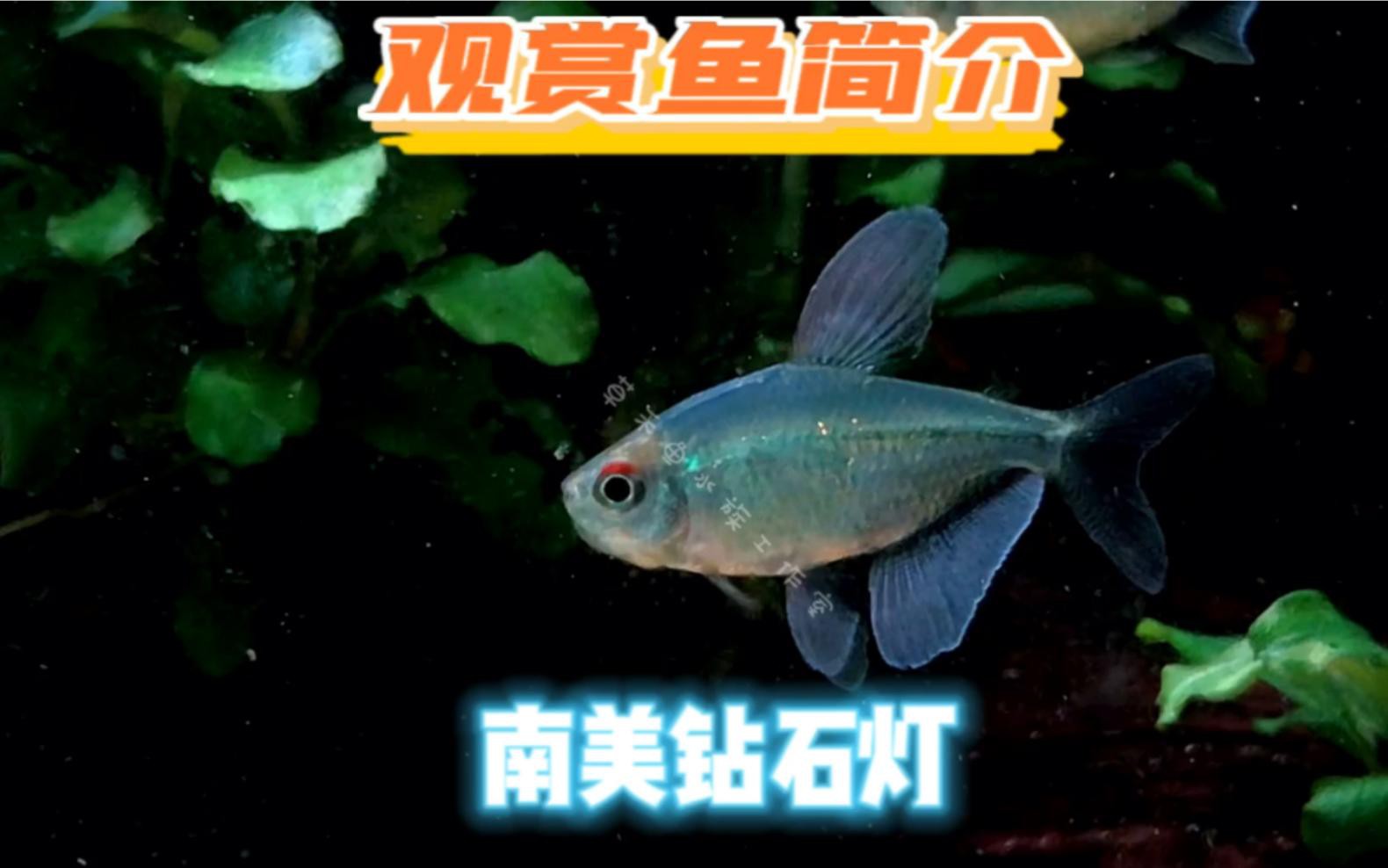 有哪些替代觀賞魚品種？
