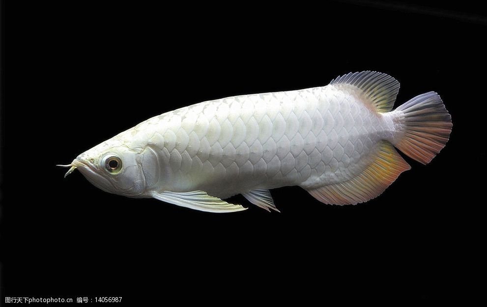 白金龍魚是淡水魚嗎還是海魚：白金龍魚是什么白金龍魚與銀龍魚的區(qū)別有哪些