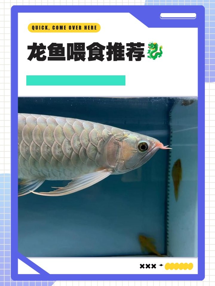 龍魚吃什么魚好養活