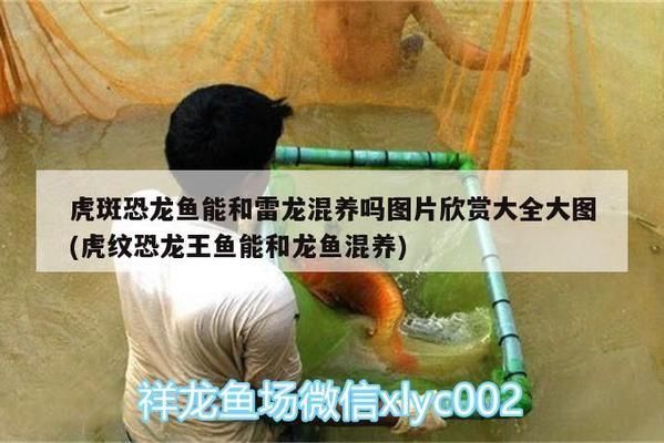 紅龍魚翹嘴是天生的嗎：紅龍魚的翹嘴可能是天生的，