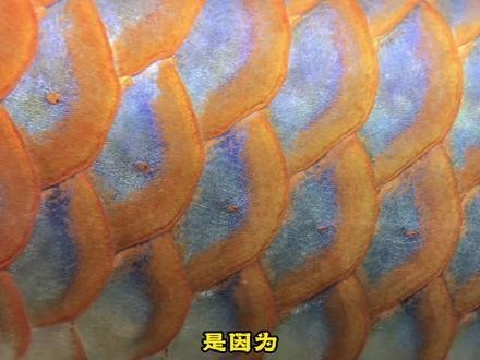 龍魚害怕燈光怎么辦