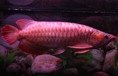 紅龍魚飼養環境的最佳配置:紅龍魚的飼養方法 龍魚百科 第2張 紅龍魚飼養環境的最佳配置:紅龍魚的飼養方法 紅龍魚飼養環境的最佳配置:紅龍魚的飼養方法 龍魚百科 第2張