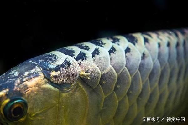 龍魚怎么快養，養殖龍魚時，想要它們快速成長 龍魚怎么快養，養殖龍魚時，想要它們快速成長 龍魚百科 第5張
