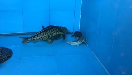 鐵甲武士魚混養(yǎng)注意事項：鐵甲武士魚混養(yǎng)環(huán)境布置技巧鐵甲武士魚混養(yǎng)環(huán)境布置技巧