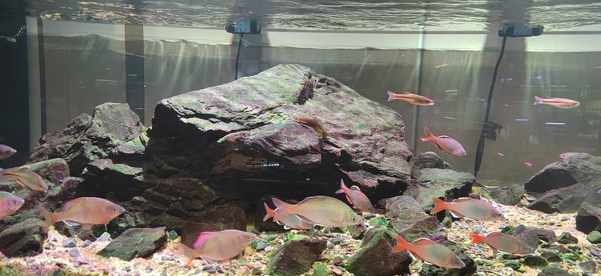 龍魚交流微信群