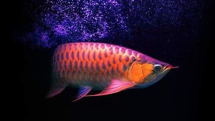龍魚原產地是食用魚嗎：龍魚在原產地是否可食用，印尼紅龍魚烹飪方法介紹