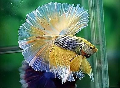 過背金龍魚混養的最佳伴侶有哪些？