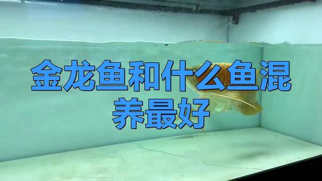 過背金龍魚混養的最佳伴侶有哪些？