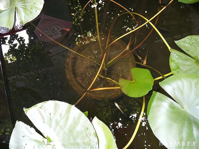 過背金龍魚混養的最佳伴侶有哪些？