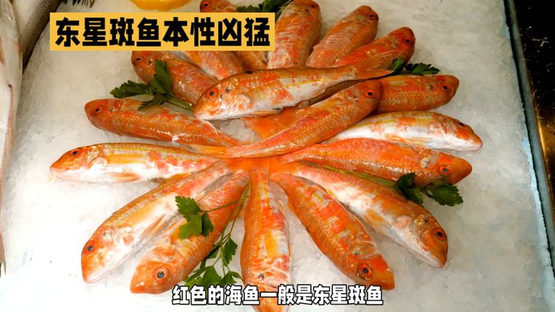 過背金龍魚混養的最佳伴侶有哪些？