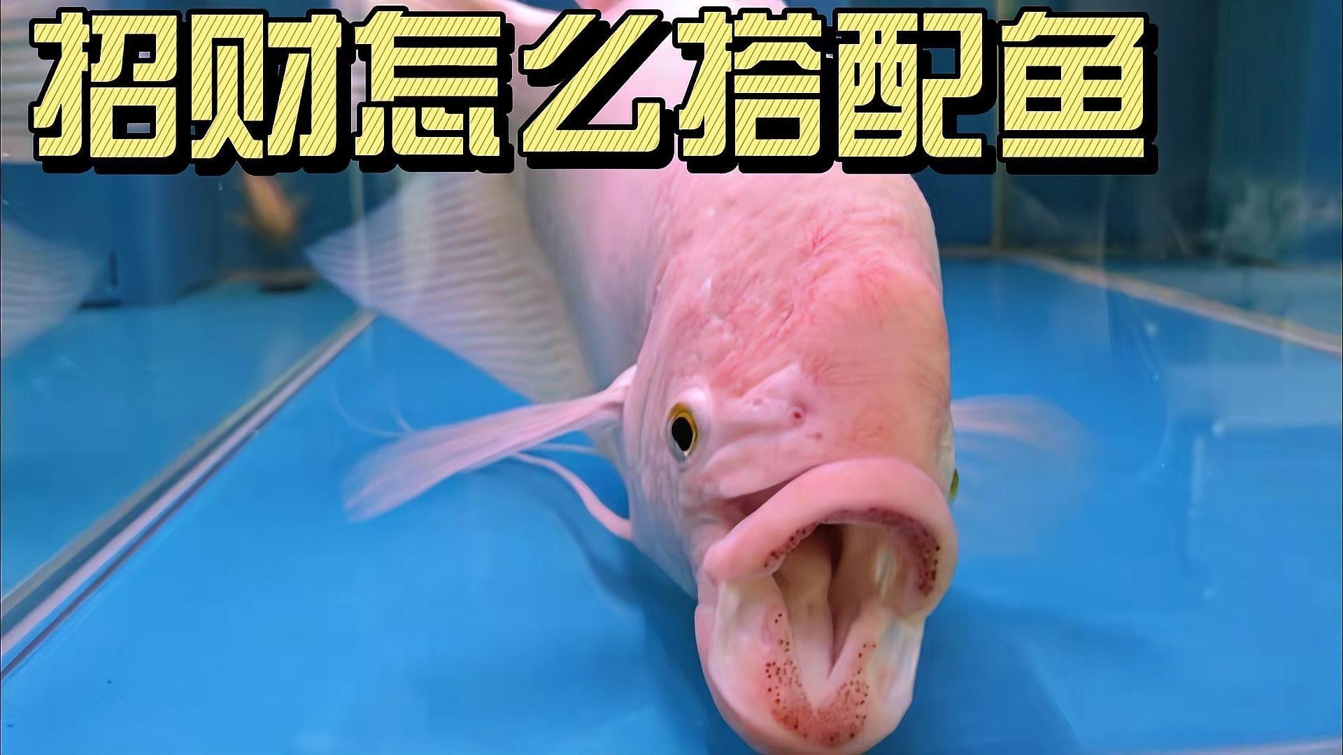 過背金龍魚混養的最佳伴侶有哪些？