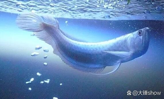 銀龍魚怎么不吃小魚 銀龍魚怎么不吃小魚 龍魚百科 第2張