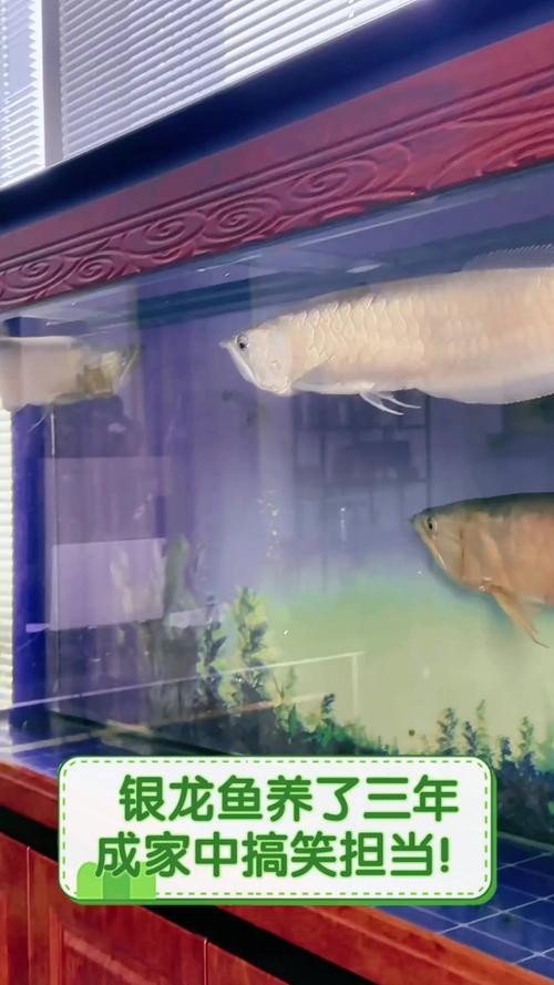 銀龍魚可以和發財魚混養嗎圖片