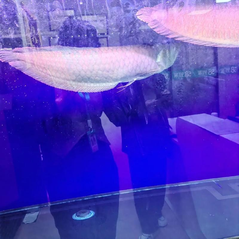 銀龍魚可以和發財魚混養嗎圖片