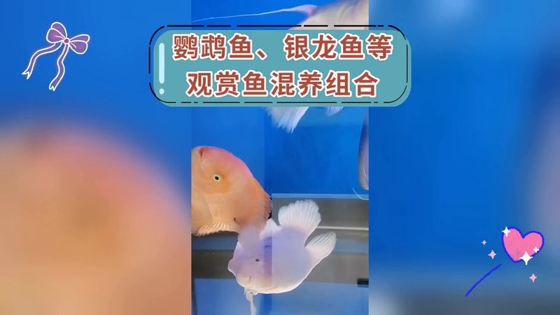 銀龍魚可以和發財魚混養嗎圖片