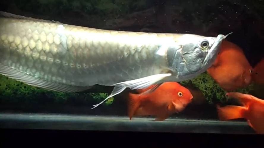 銀龍魚可以和發財魚混養嗎圖片