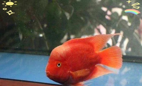 銀龍魚可以和發財魚混養嗎圖片